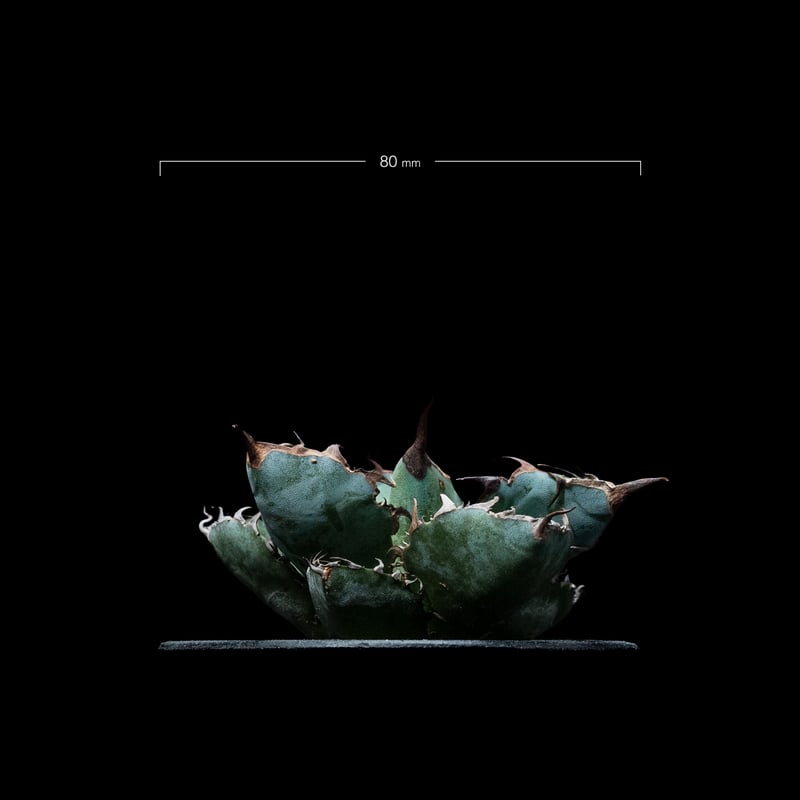 アガベ チタノタ ブラック&ブルー / Agave titanota 'Black & Blu