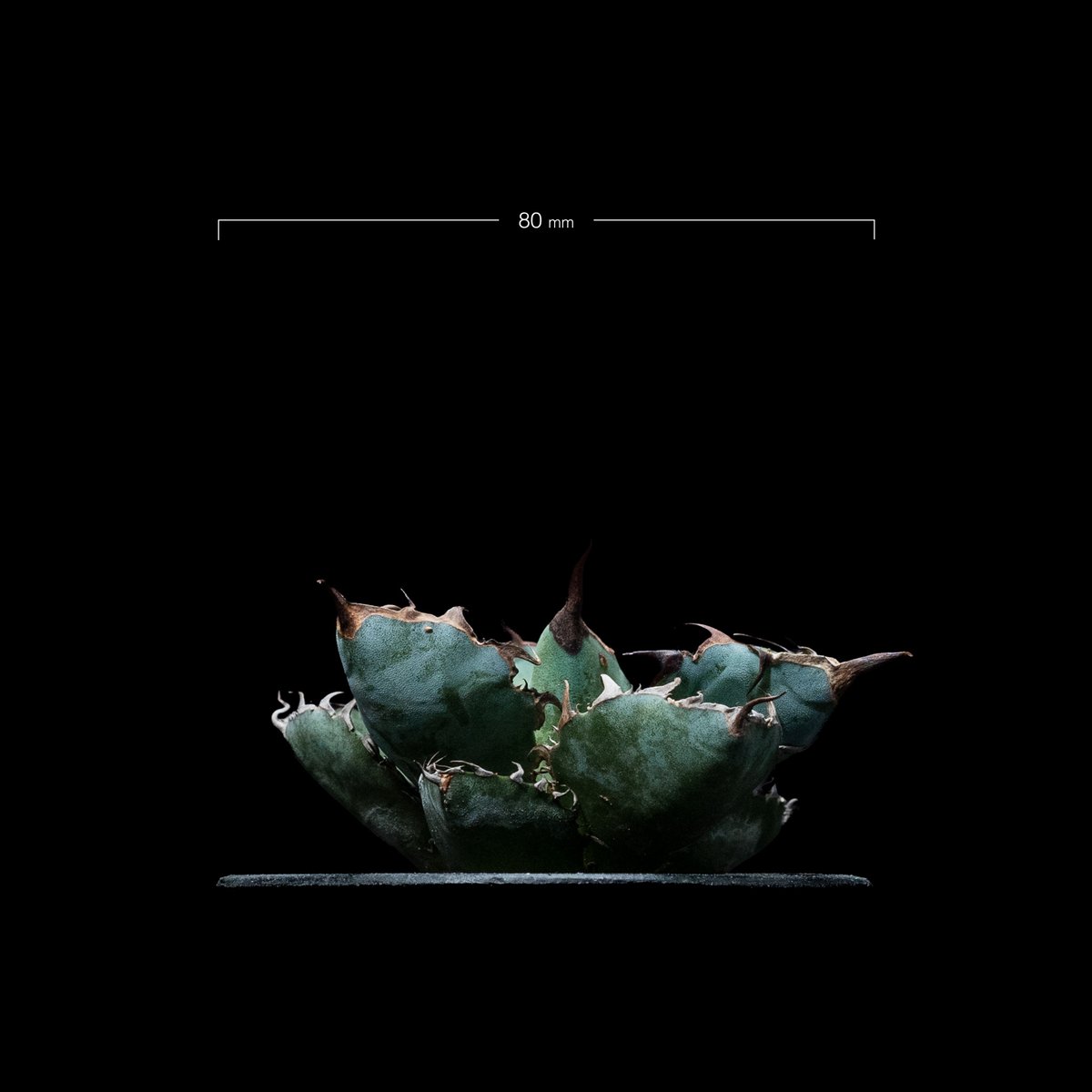 アガベ チタノタ ブラック&ブルー / Agave titanota 'Black & Blu