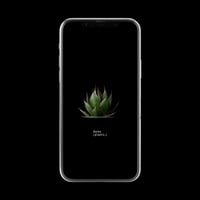 【スマホ壁紙】アガベ ホリダ