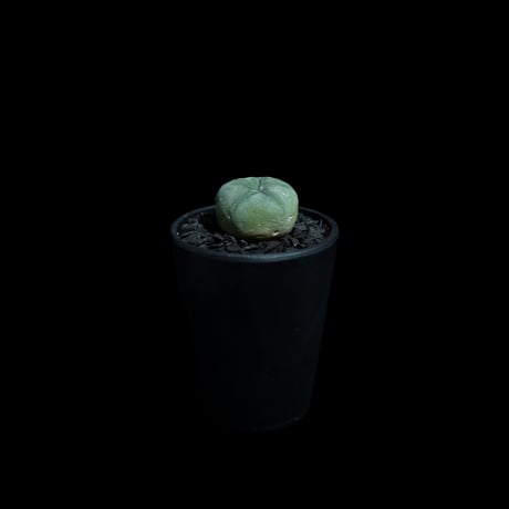 ロフォフォラ 銀冠玉 / Lophophora williamsii var. decipiens #3