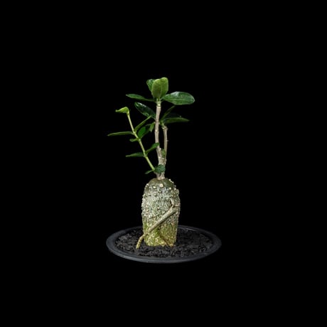 フォッケア エデュリス / Fockea edulis #8