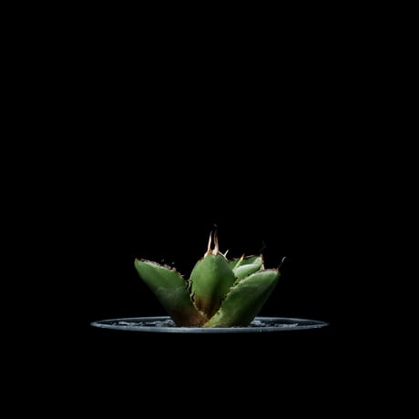 アガベ チタノタ 熊猫 / Agave titanota ‘Panda’ #2
