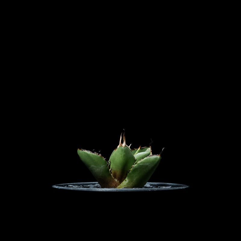 アガベ チタノタ 熊猫 / Agave titanota 'Panda' #2 | Ducks
