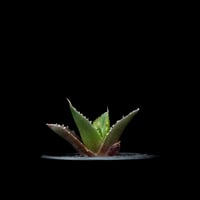 アガベ チタノタ ハデス / Agave titanota ‘Hades’ #13