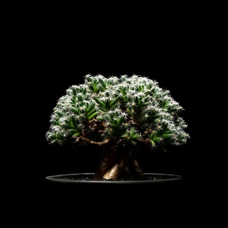 トリコディアデマ デンサム / Trichodiadema densum #2