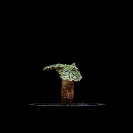 ペラルゴニウム バークリー / Pelargonium barklyi #3