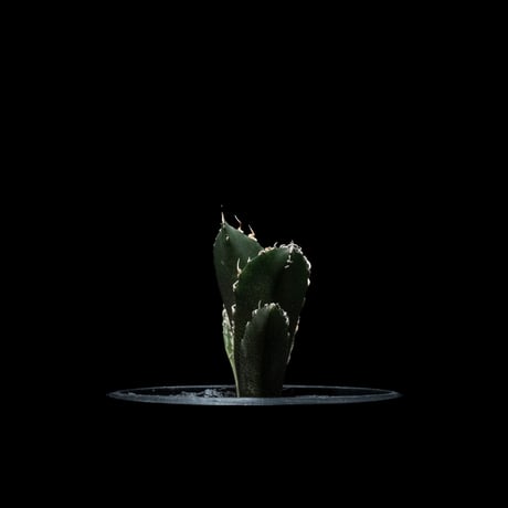 アガベ チタノタ 白鯨 / Agave titanota ‘White Whale’ #48