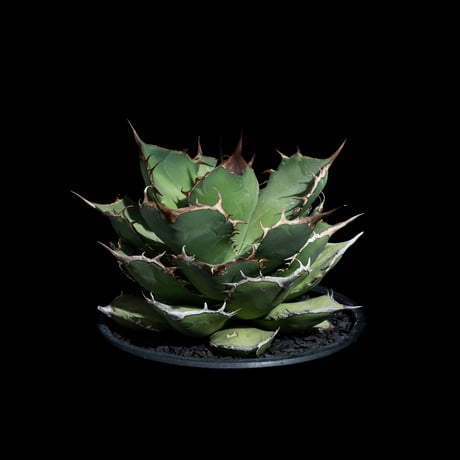 アガベ チタノタ 熊猫 / Agave titanota ‘Panda’ #1