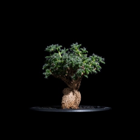 トリコディアデマ ブルボスム / Trichodiadema bulbosum #17