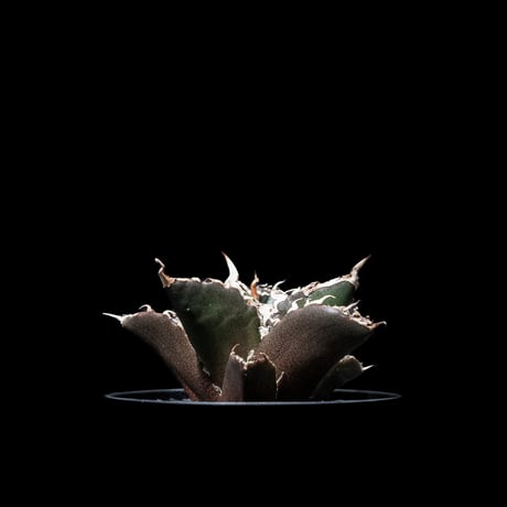アガベ チタノタ 白鯨 / Agave titanota ‘White Whale’ #6