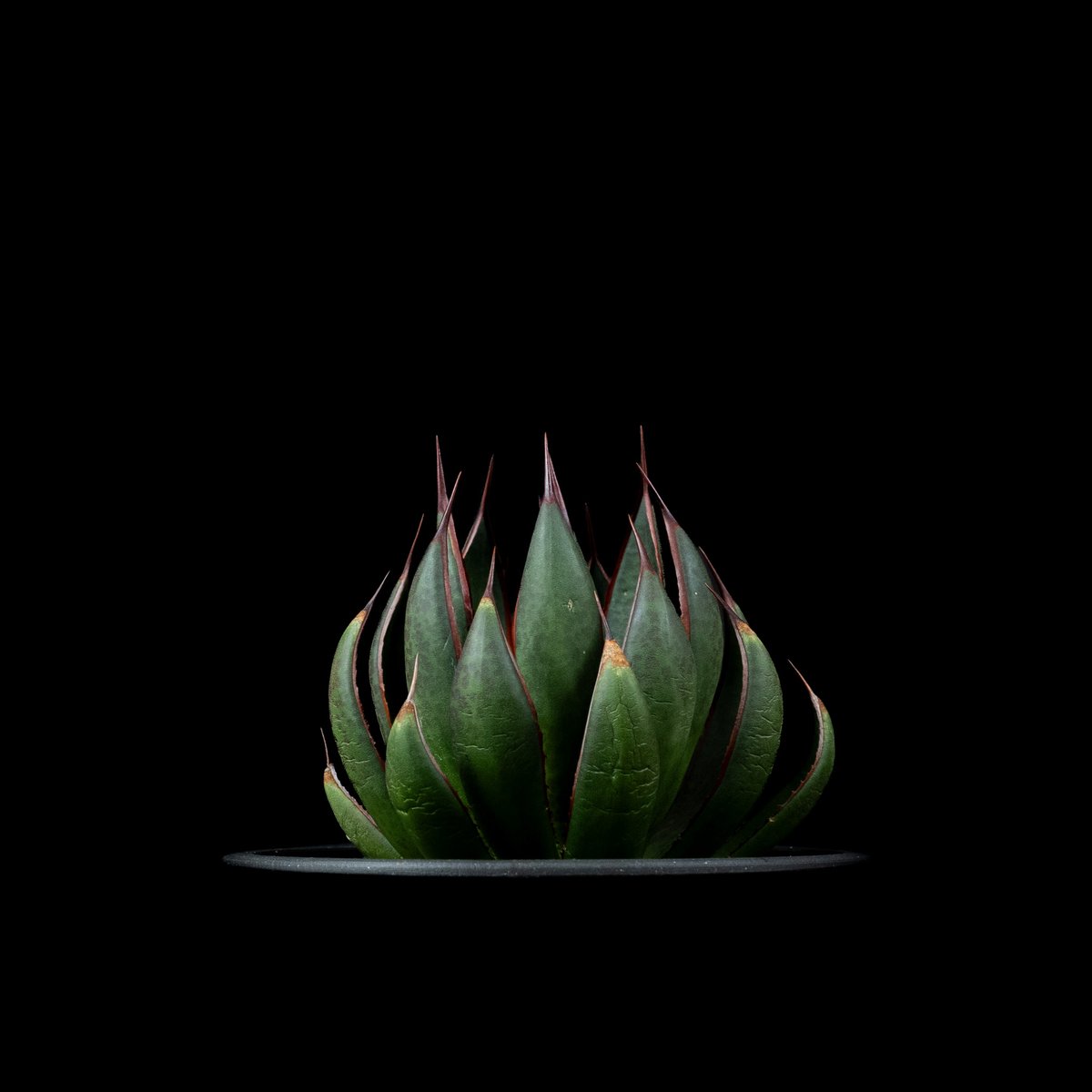 【高騰品種】20 シーザー×レッドキャットウィーズル hyb極上強棘陽炎 アガベ 高騰品種】20 シーザー×レッドキャットウィーズル hyb極上強棘陽炎