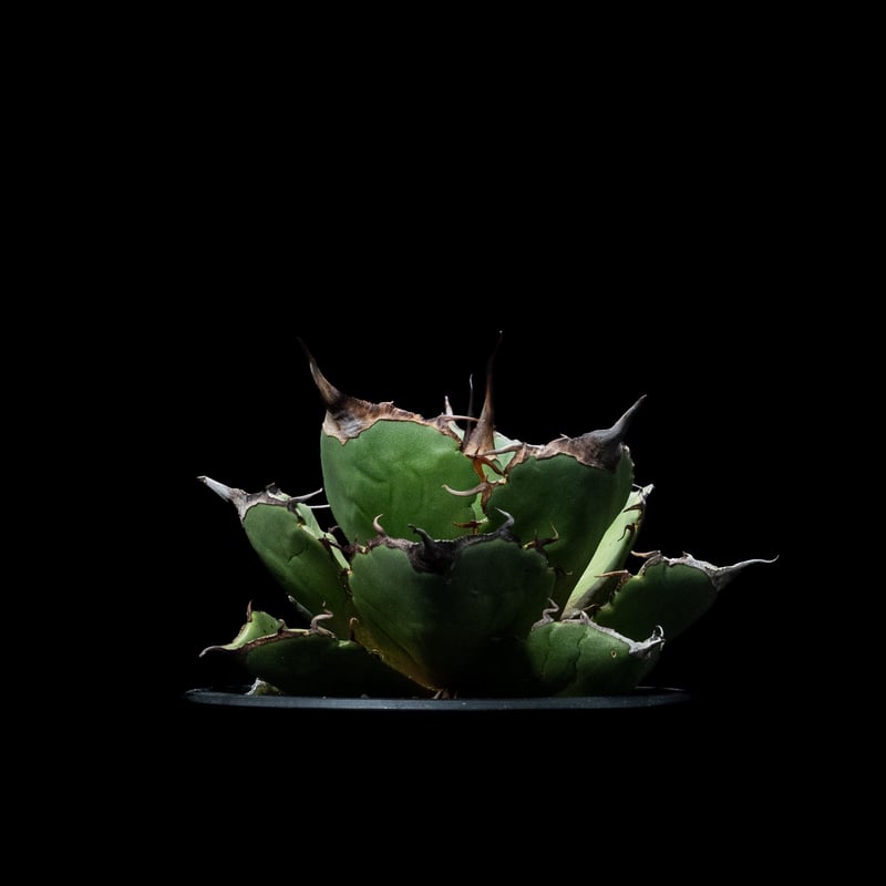 アガベ チタノタ 黒豹・ダイヤモンド / Agave titanota 'Black