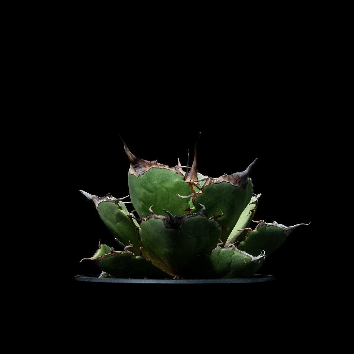 アガベ チタノタ 黒豹・ダイヤモンド / Agave titanota 'Black