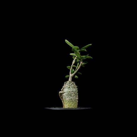 フォッケア エデュリス / Fockea edulis #8