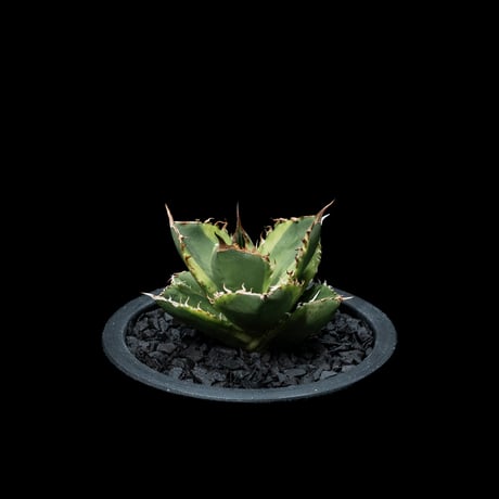 アガベ チタノタ ナンバーワン錦 / Agave titanota ‘No.1 Nishiki’ #1