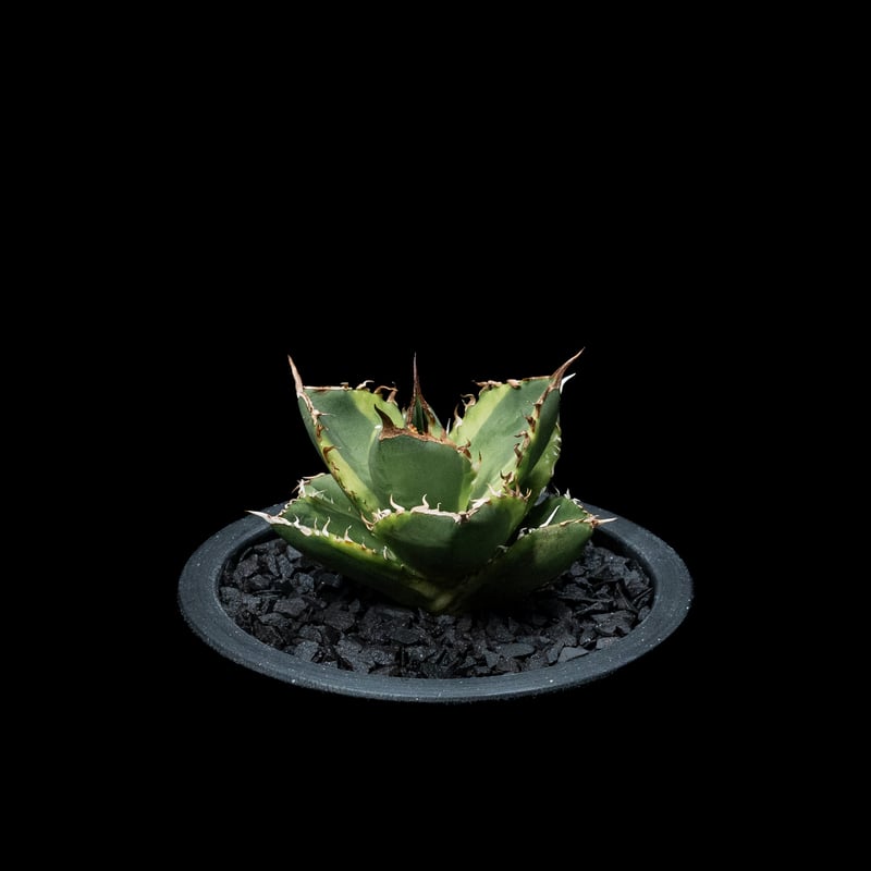 \"agave titanota 農大No.1\"　短葉　アガベ　チタノタ　強棘 agave titanota 農大No.1