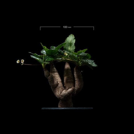 ユーフォルビア ノーザンマダガスカル / Euphorbia sp. nov northernmadagascar #1