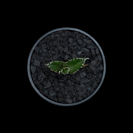 アガベ チタノタ 南アフリカダイヤモンド / Agave titanota ‘South Africa Diamond’ #2