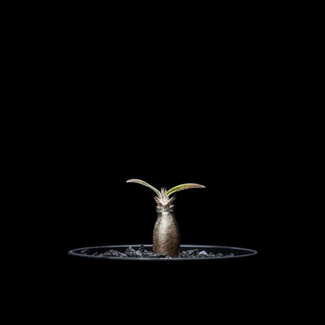 パキポディウム グラキリス / Pachypodium rosulatum var. gracilius #15