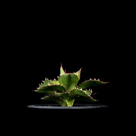 アガベ チタノタ 萬代厳竜 / Agave lophantha × titanota #1