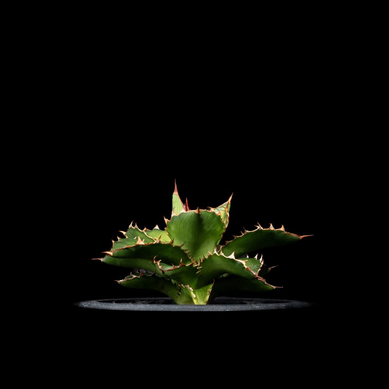 アガベ チタノタ 萬代厳竜 / Agave lophantha × titanota #1 | アガベ チタノタ 萬代厳竜 / Agave lophantha × titanota #1 |