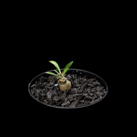 パキポディウム グラキリス / Pachypodium rosulatum var. gracilius #4