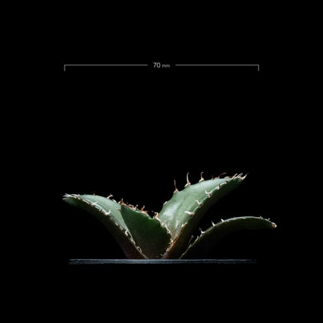 アガベ チタノタ 白鯨 / Agave titanota ‘White Whale’ #55