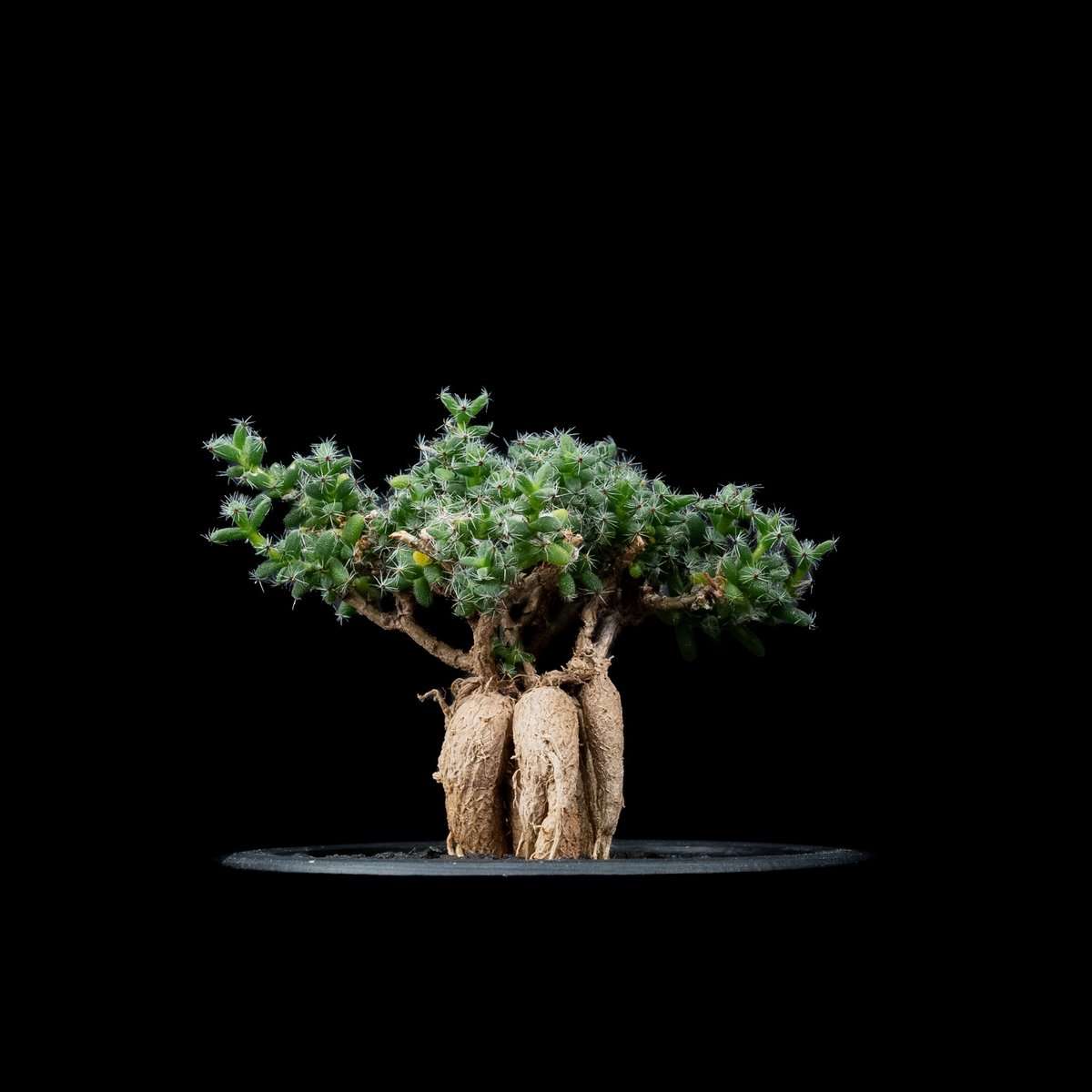 トリコディアデマ　ブルボスム　鉢付き トリコディアデマ ブルボスム / Trichodiadema bulbosum #9 | Du