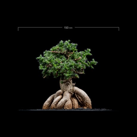 トリコディアデマ ブルボスム / Trichodiadema bulbosum #7