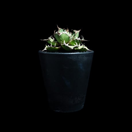 アガベ チタノタ シーザー / Agave titanota ‘Caesar’ #50