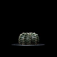 ギムノカリキウム 黒刺鳳頭 / Gymnocalycium asterium | Ducks