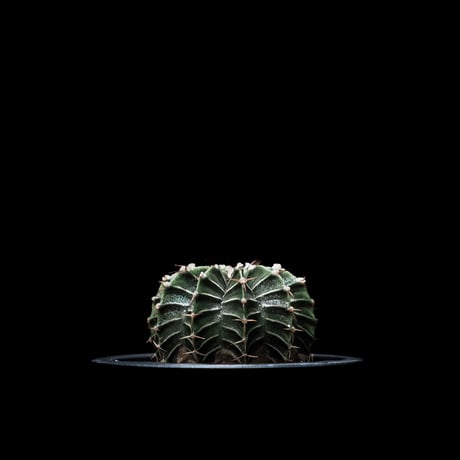 ギムノカリキウム属 フリードリッヒィ LB2178 / Gymnocalycium friedrihii LB2178 #1