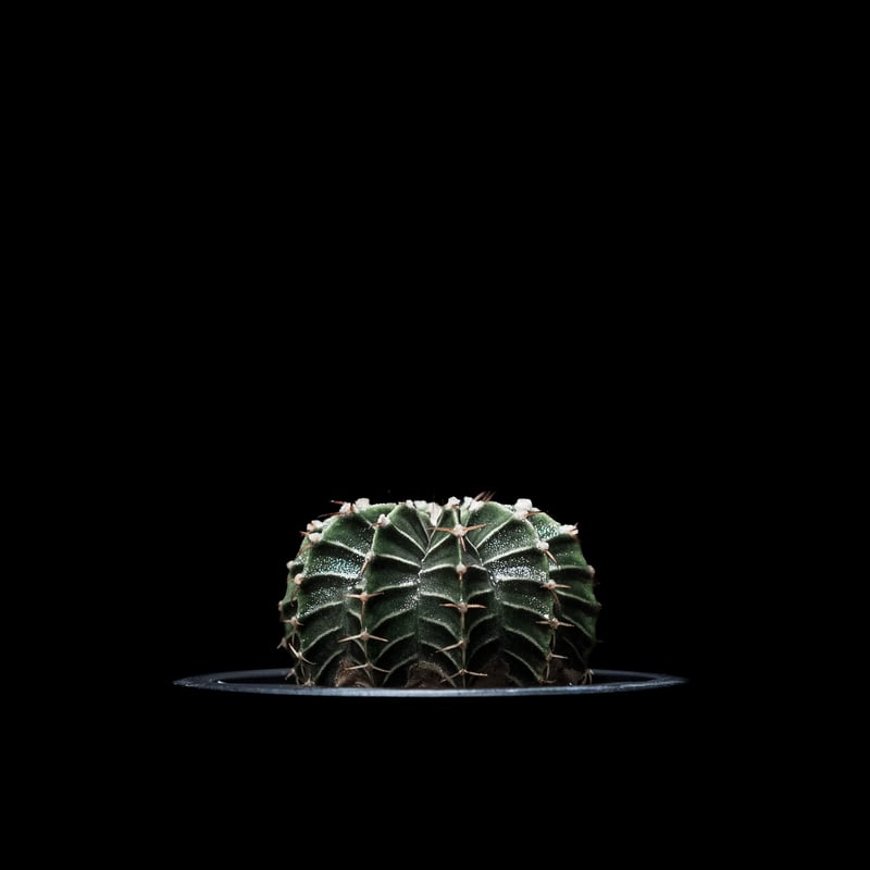 ギムノカリキウム属 フリードリッヒィ LB2178 / Gymnocalycium fried