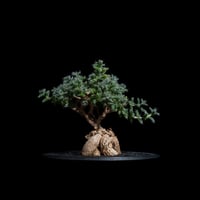 トリコディアデマ ブルボスム / Trichodiadema bulbosum #18