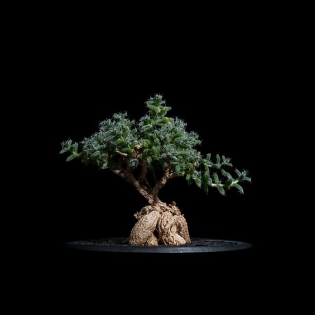 CATEGORY コーデックス(夏型塊根植物) | Ducks ( plants. ) CATEGORY コーデックス(夏型塊根植物) | Ducks ( plants. )