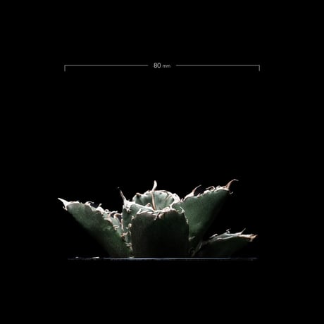 アガベ チタノタ 白鯨 / Agave titanota ‘White Whale’ #4