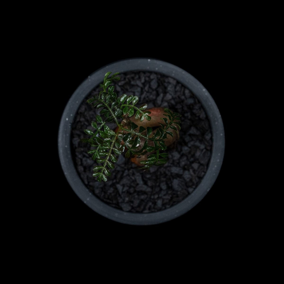 オペルクリカリア パキプス / Operculicarya pachypus #9 | Du