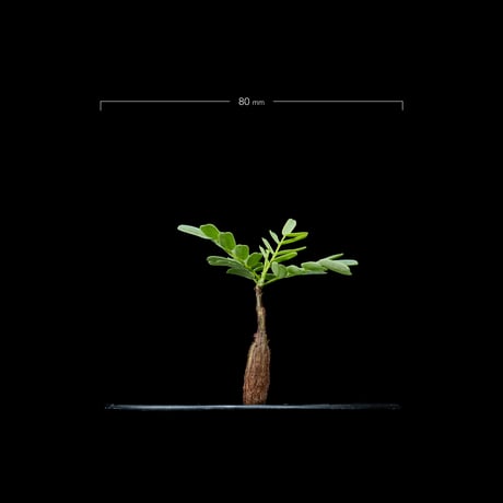 センナ メリディオナリス / Senna meridionalis #20