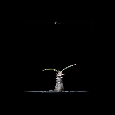 パキポディウム グラキリス / Pachypodium rosulatum var. gracilius #5
