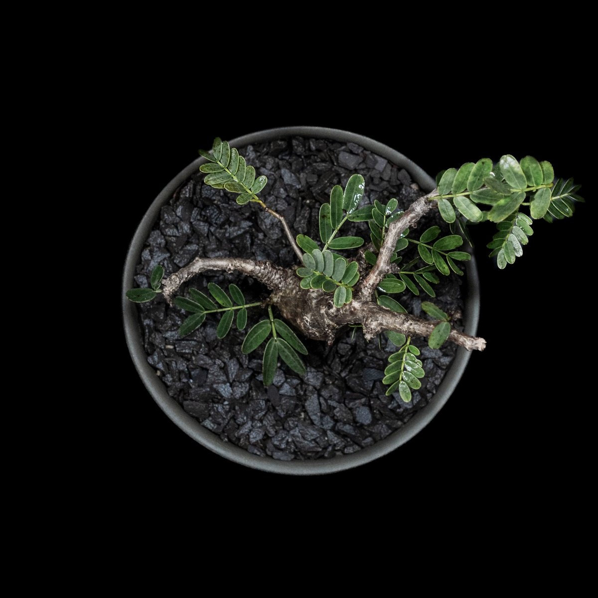 センナ メリディオナリス / Senna meridionalis #2 | Ducks (