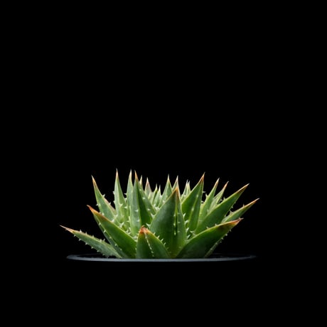 アロエ ポリフィラ / Aloe polyphylla #1