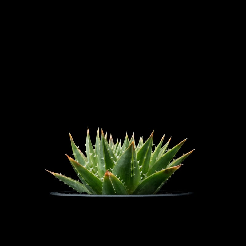 アロエ ポリフィラ / Aloe polyphylla #1 | Ducks ( plants. ) アロエ ポリフィラ / Aloe polyphylla #1 | Ducks ( plants. )