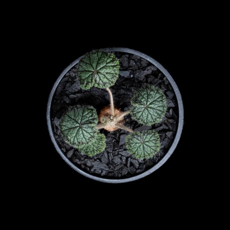 ペラルゴニウム バークリー / Pelargonium barklyi #2