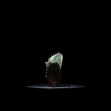 アガベ チタノタ 白鯨 / Agave titanota ‘White Whale’ #54