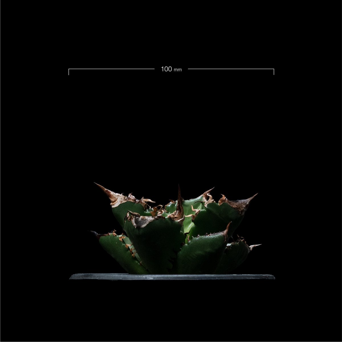 アガベ チタノタ 白火焔 / Agave titanota 'White Fire' | Du...