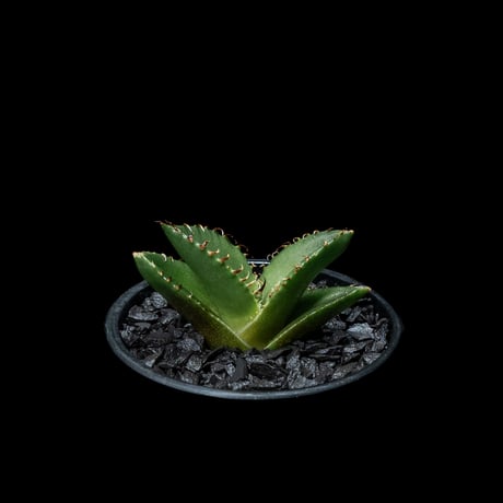 アガベ チタノタ 螃蟹 / Agave titanota ‘Crab’ #2