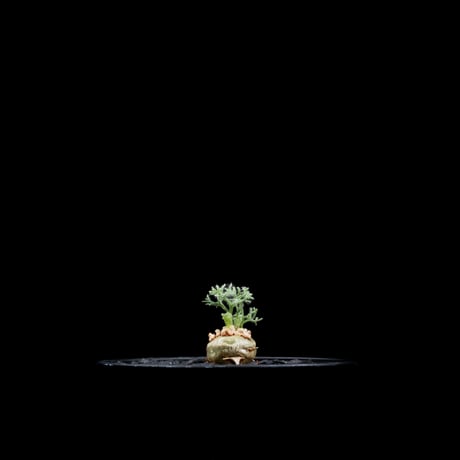 モンソニア ペニクリナム / Monsonia peniculina #25