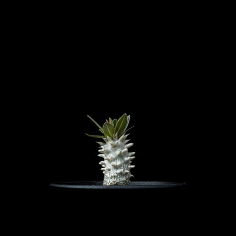 パキポディウム ホロンベンセ / Pachypodium horombense #4