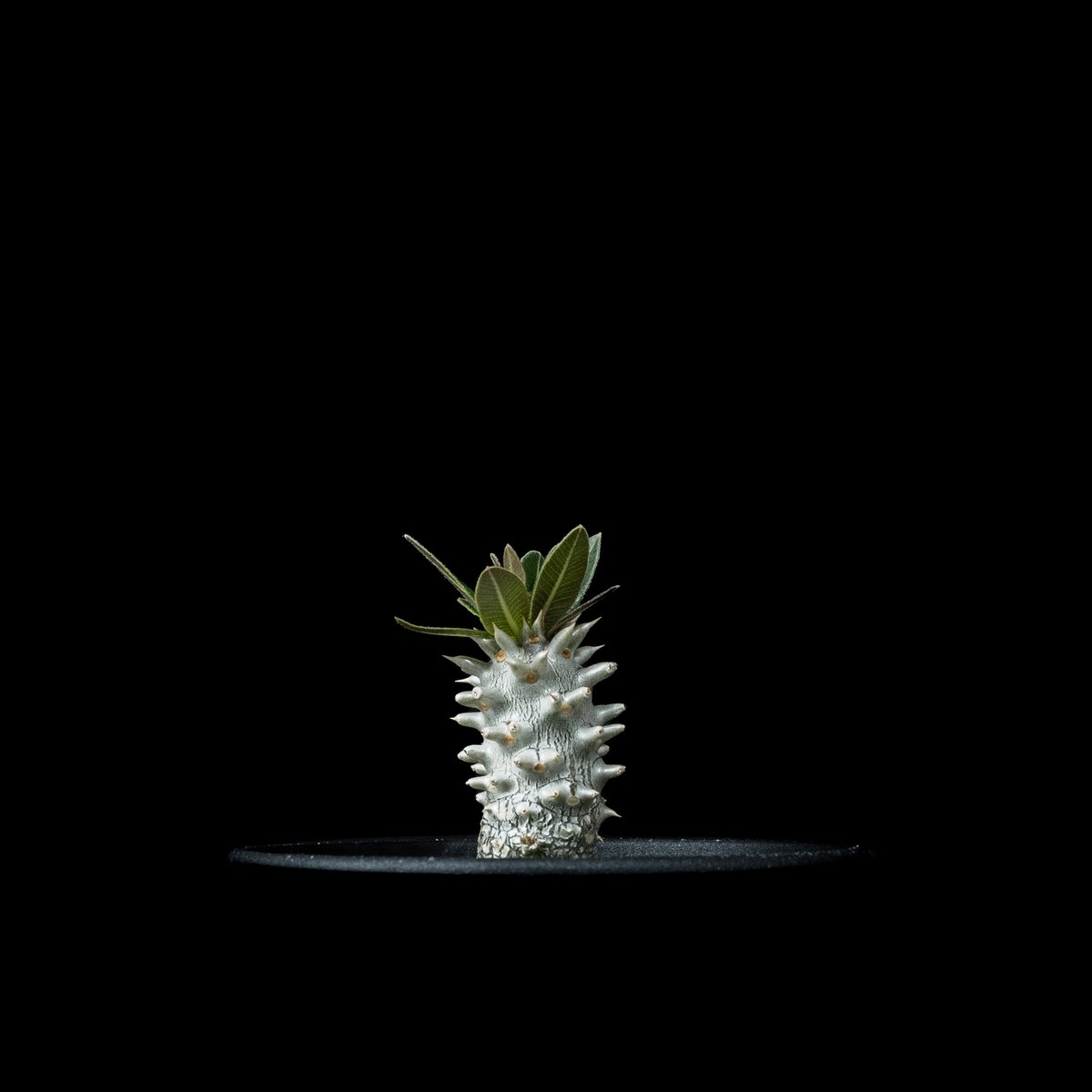 パキポディウム ホロンベンセ / Pachypodium horombense #4 | Du