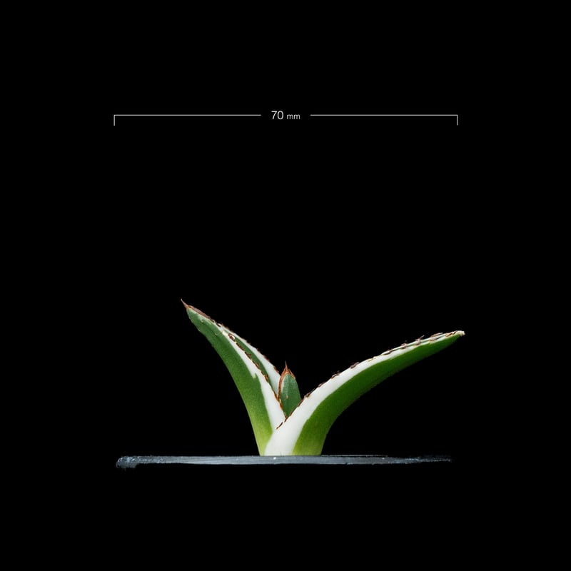 アガベ 氷山 / Agave victoriae-reginae 'Hyouzan' #2 |